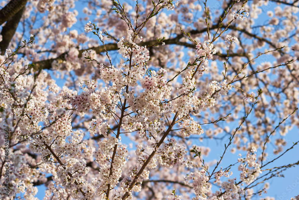 山梨県勝沼市　甚六桜公園の桜
