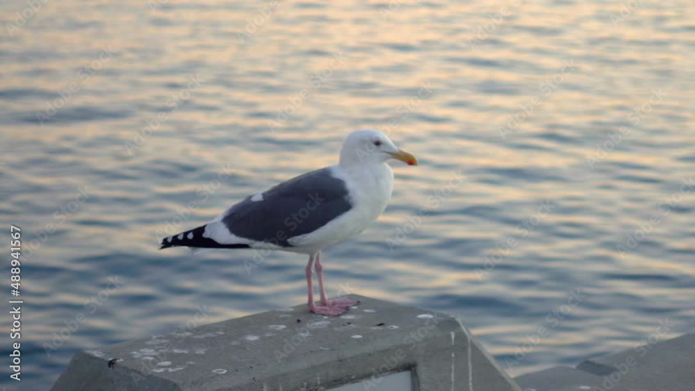 Seagull stands on the wall in slow motion 250fps Seagull stands on the wall in slow motion 250fps