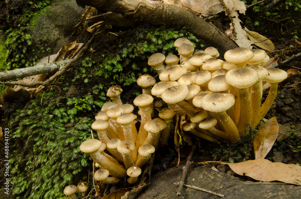 Honey fungus Armillaria mellea in a laurel forest. Cubo de La Galga. Puntallana. La Palma. Canary Islands. Spain. Honey fungus Armillaria mellea in a laurel forest. Cubo de La Galga. Puntallana. La Palma. Canary Islands. Spain.