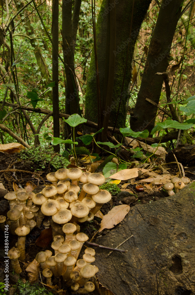 Honey fungus Armillaria mellea in a laurel forest. Cubo de La Galga. Puntallana. La Palma. Canary Islands. Spain. Honey fungus Armillaria mellea in a laurel forest. Cubo de La Galga. Puntallana. La Palma. Canary Islands. Spain.