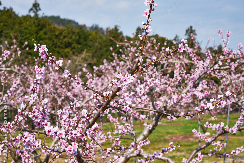 山梨県笛吹市　桃の花
