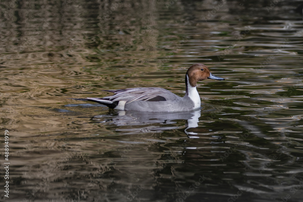 Northern pintail close up swimming on pond Northern pintail close up swimming on pond