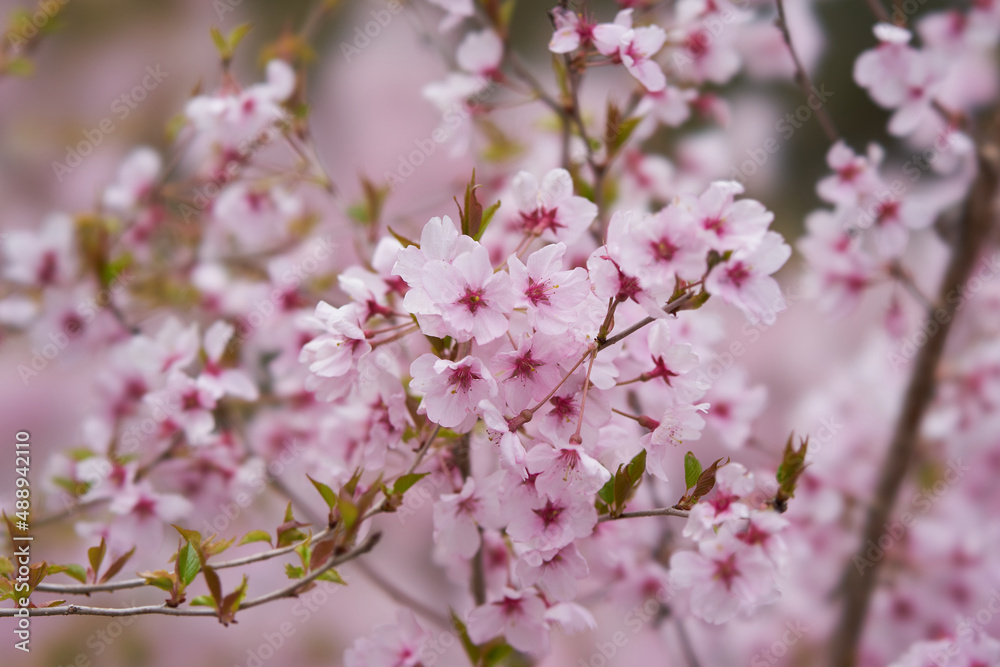 山梨県笛吹市　八代浅川砂防公園の桜
