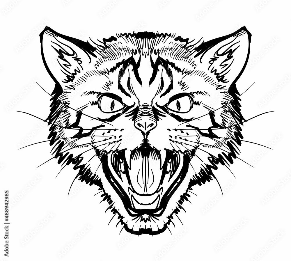 威嚇する猫-正面図