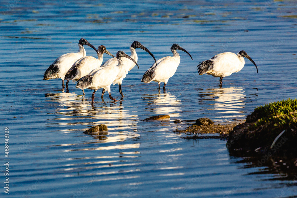 Obraz premium ibis on the water