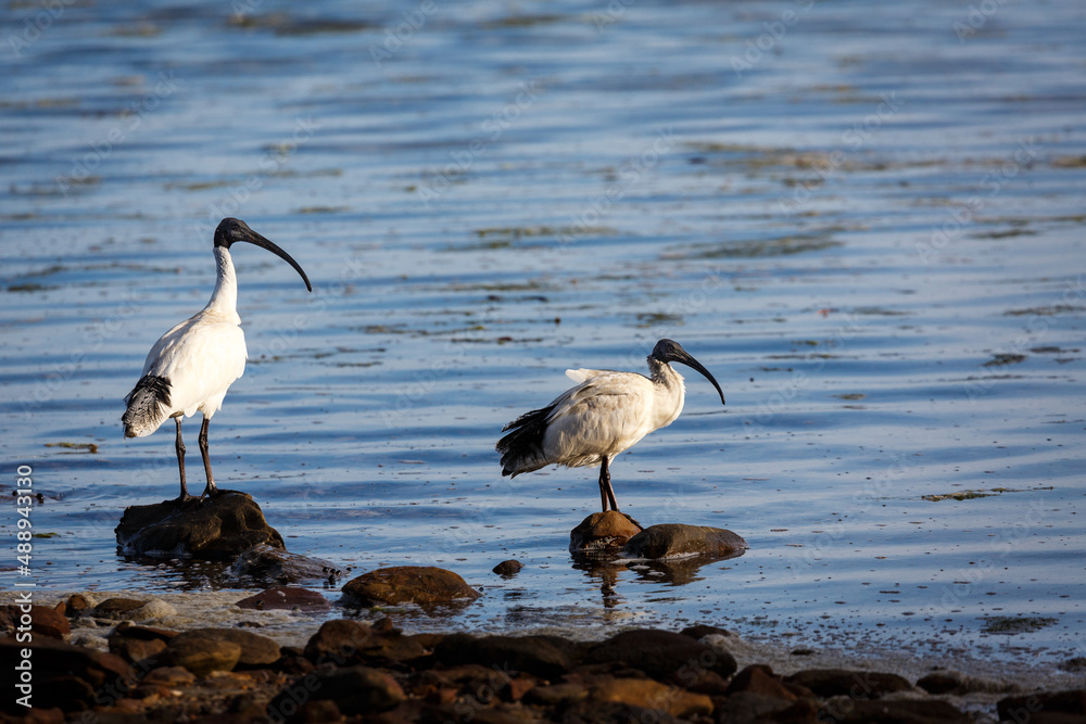 ibis on the beach ibis on the beach