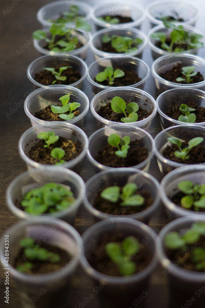 
Seedlings of petunia flowers in plastic cups standing in a row, focus on one of the plants