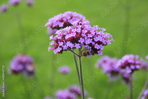 verbena buenos aires