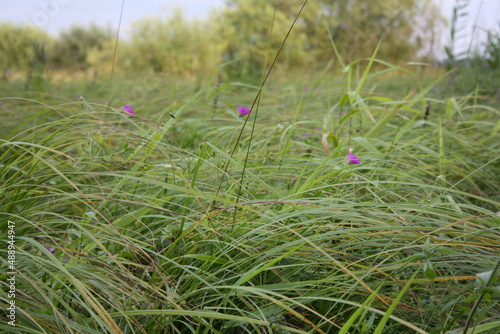 grass on the field background autumn