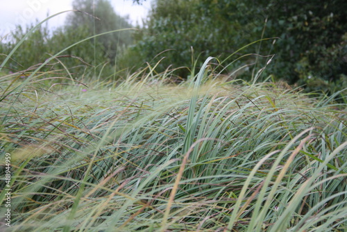 grass on the field background autumn