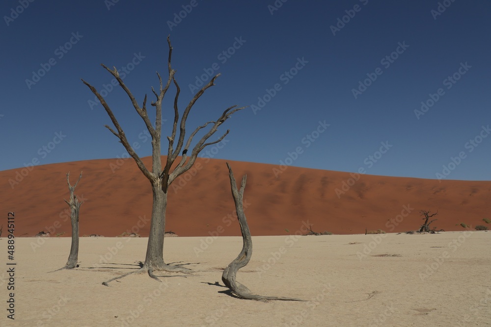 trees in the dead valley 