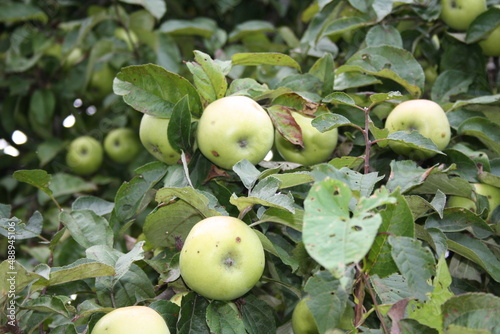 apples on tree