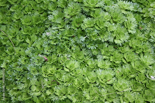 green background