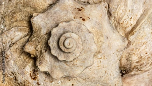 Macro 4k video of a spiral seashell rotating in a circle. Mollusk seashell texture. Studio shooting. 60 fps.
