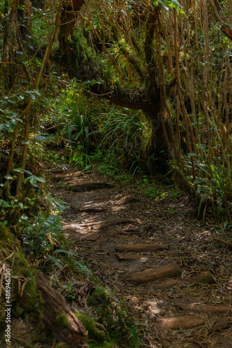 Fototapeta Naklejka Na Ścianę i Meble -  Sentier de randonnée - Forêt de Bébour - Ile de La Réunion