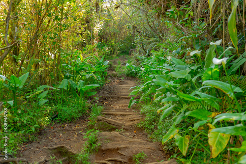 Sentier de randonnée - Forêt de Bébour - Ile de La Réunion