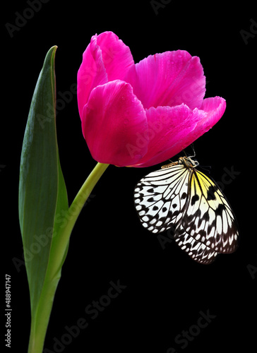 Bright tropical butterfly on pink tulip flower in water drops isolated on bla...