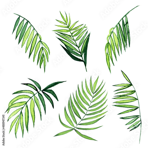 Watercolor palm leaf collection isolated on white background. Hand drawing kentia or parlor plant illustration. Perfect for home design  print  card.