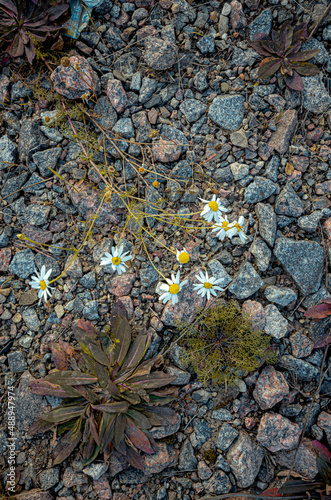 Plants in stones