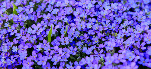 Creeping phlox grows on the sidewalks in summer.