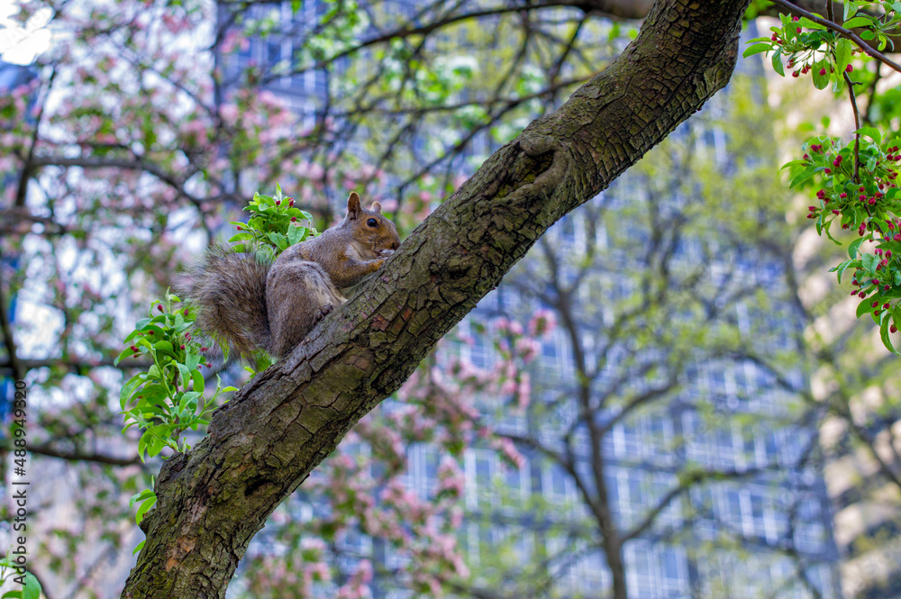 公園のリス Squirrel in the park 公園のリス Squirrel in the park