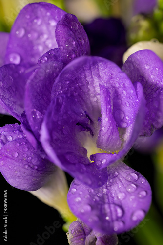 Purple freesia flower with drops of dew, macro on black backgrounds.  Early spring flowers