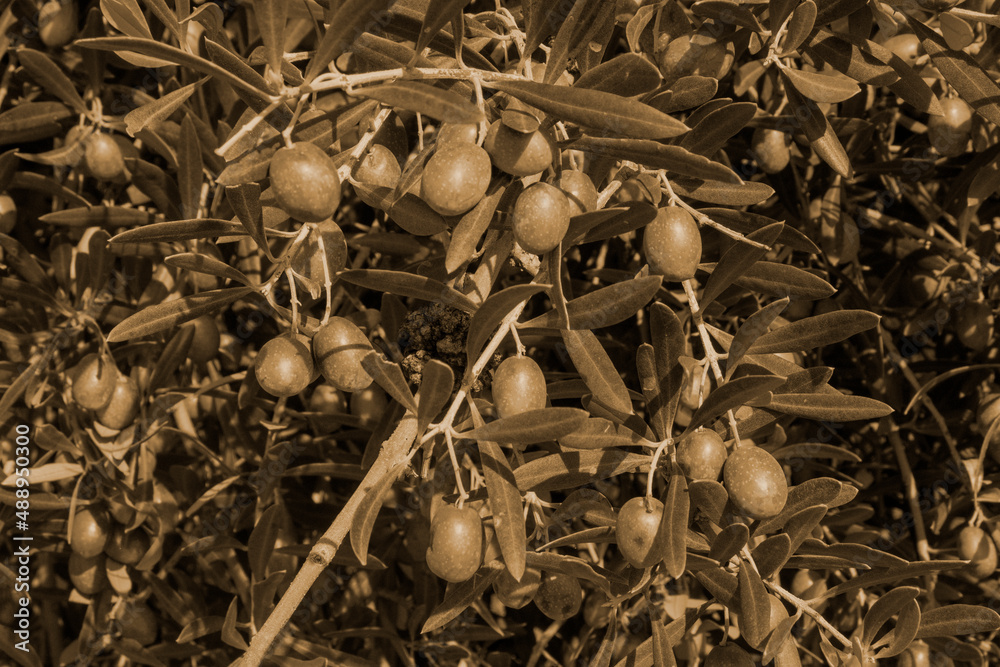 Aceitunas y ramas de olivo en sepia - obrazy, fototapety, plakaty 