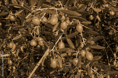 Aceitunas y ramas de olivo en sepia