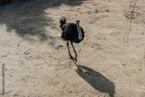 Ostrich walking on dirt