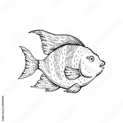 Tropical fish. Vector sketch animal illustration. Black line angel fish. Aquarium drawing. Hand drawn sea vintage art. Doodle exotic goldfish, outline ocean angelfish. Coral reef tropical fish