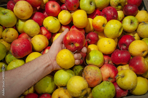 Hand holds apples on a background of a group of apples of different varieties