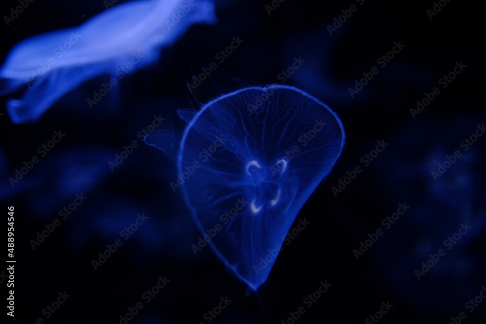jellyfish in blue jellyfish in blue