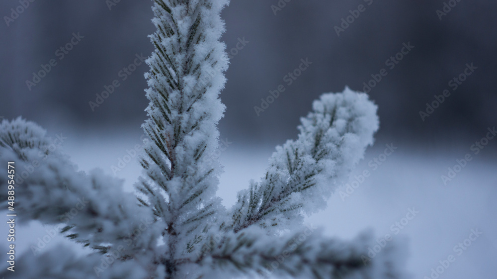 winter forest winter forest