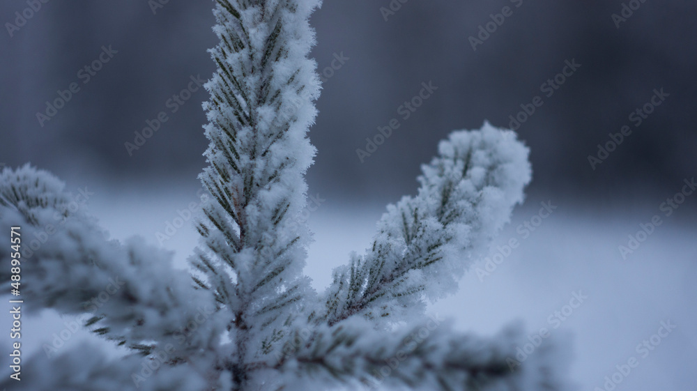 winter forest