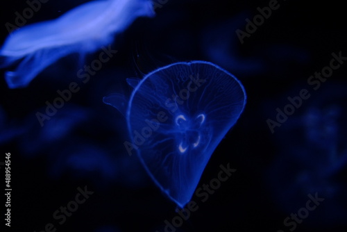 jellyfish in blue