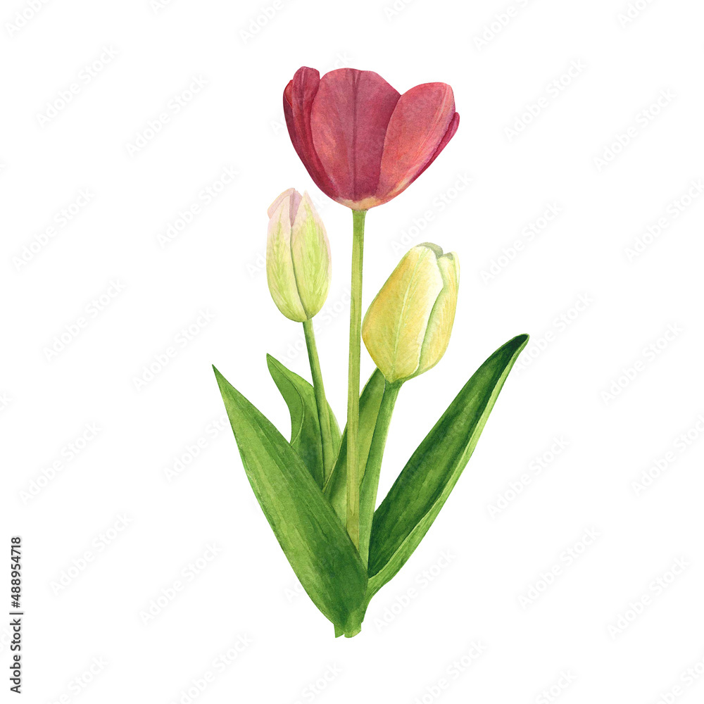 Tulips bouquet on white background. Watercolor hand drawing illustration. Art for decoration and wallpapers Tulips bouquet on white background. Watercolor hand drawing illustration. Art for decoration and wallpapers