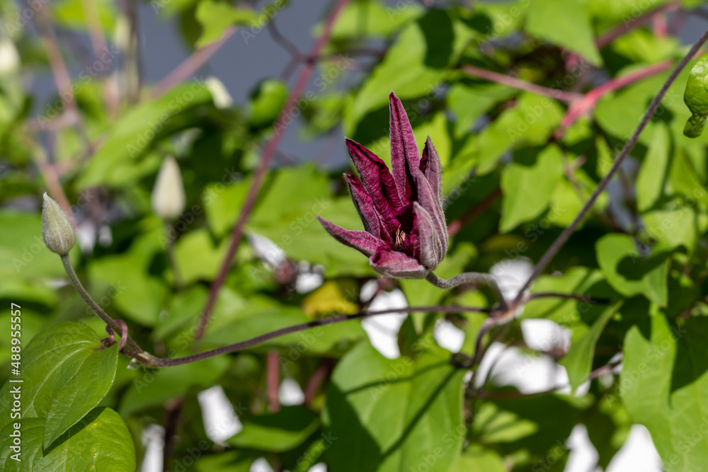 Opening of an eggplant-colored clematis flower on a shoot with a bud Opening of an eggplant-colored clematis flower on a shoot with a bud