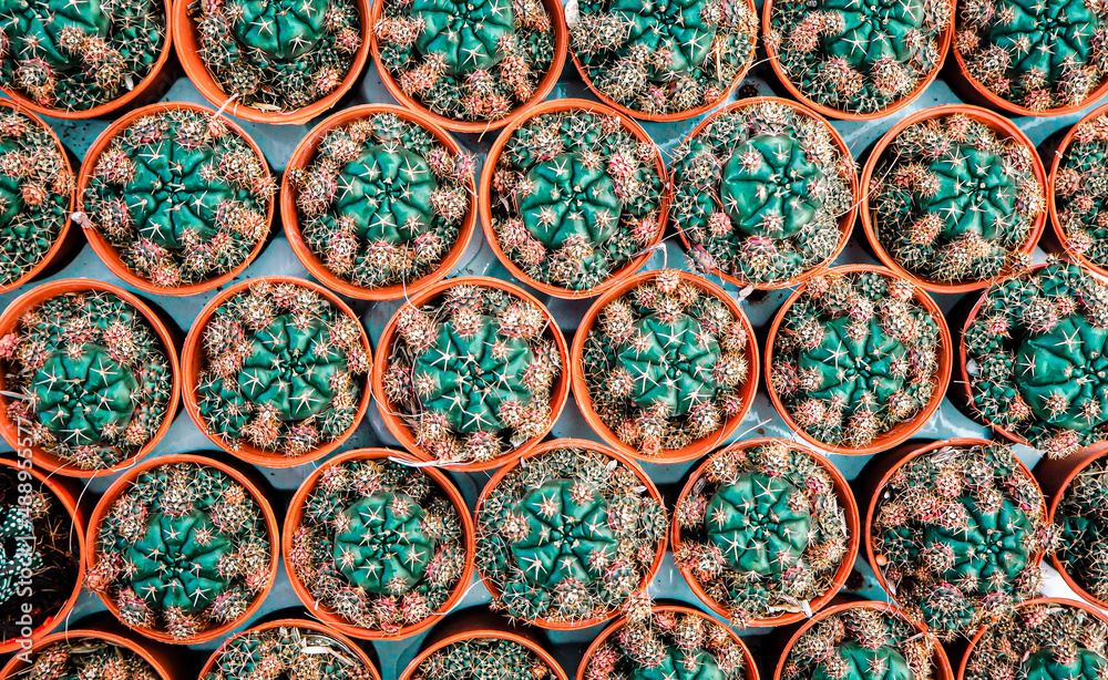 cactus in clay plot background