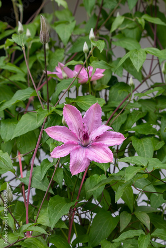 Buds and an opened pink lilac clematis flower on a bush among green leaves