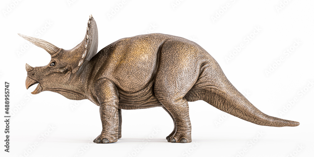Triceratopos isolated on white background