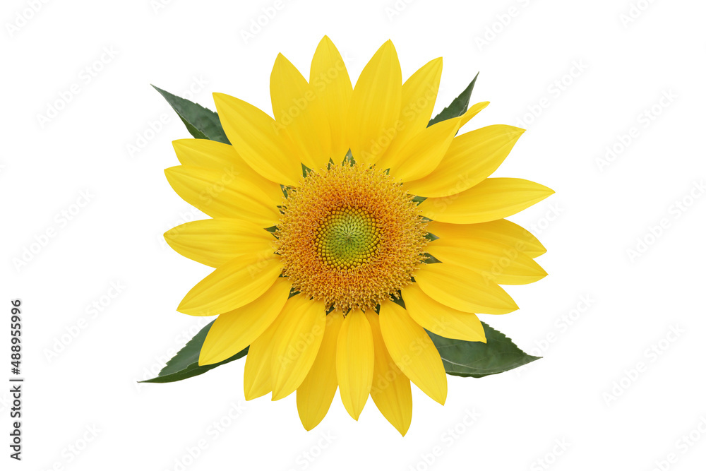 Fototapeta premium Blooming Sunflower Isolated on White Background with Clipping Pa