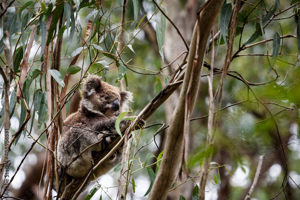 Obraz premium koala in the tree