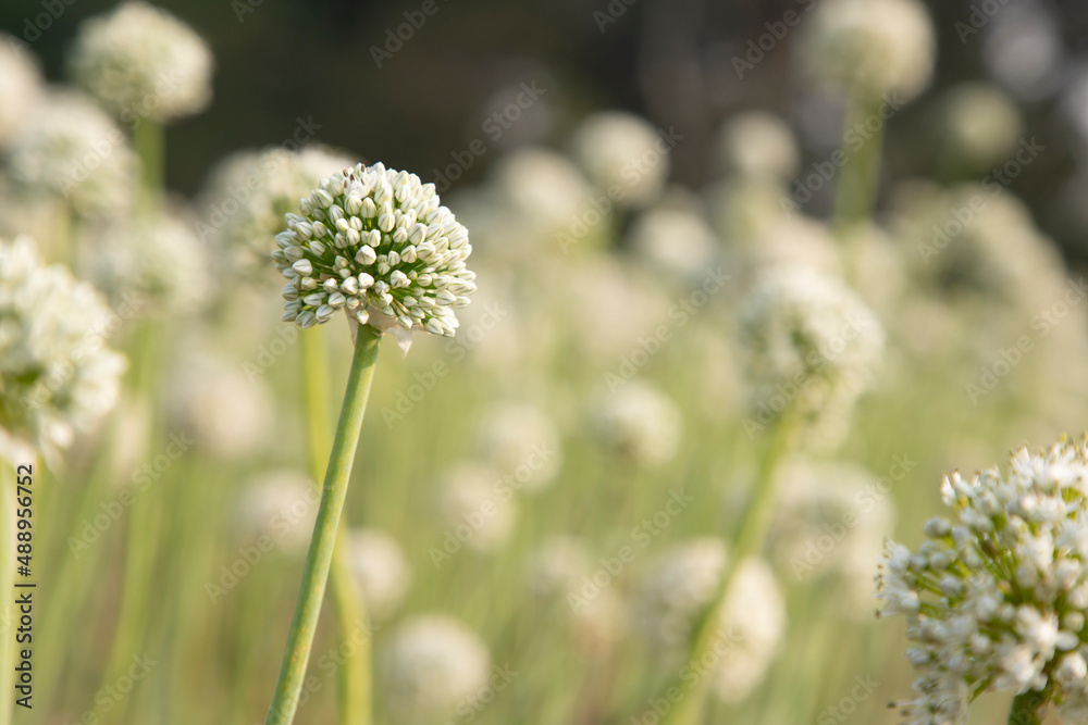 Close-up Focus Onion Flower With Blurry background Natural view Close-up Focus Onion Flower With Blurry background Natural view