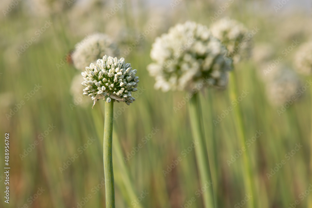 Close-up Focus Onion Flower With Blurry background Natural view Close-up Focus Onion Flower With Blurry background Natural view