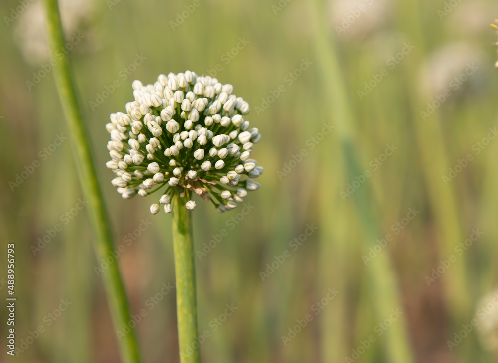 Close-up Focus Onion Flower With Blurry background Natural view Close-up Focus Onion Flower With Blurry background Natural view