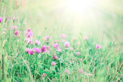 Summer meadow with flowering clower and green grasses at sunset. Soft focus