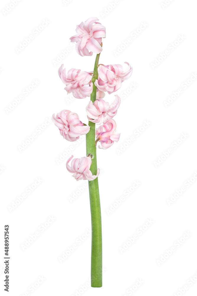 beautiful one pink Hyacinthus orientalis flower isolated on a white background.