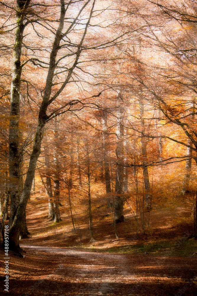 Fototapeta premium mystic view of mountain forest in autumn