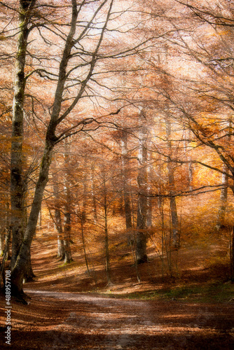 mystic view of mountain forest in autumn