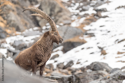 Ibex mountain in the wild Alps (Capra ibex) © manuel